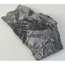 Plante fosile Jurasic