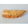 Araucarioxylon sp. lemn silicifiat Cretacic