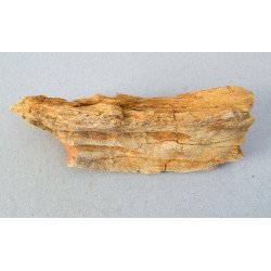 Araucarioxylon sp. lemn silicifiat Cretacic
