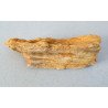 Araucarioxylon sp. lemn silicifiat Cretacic
