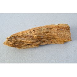 Araucarioxylon sp. lemn silicifiat Cretacic
