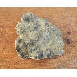 Spirifer elevatus Devonian