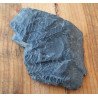 Callipteris conferta plante fosile din Permian