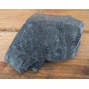 Callipteris conferta plante fosile din Permian