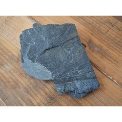 Callipteris conferta plante fosile din Permian