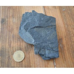Callipteris conferta plante fosile din Permian