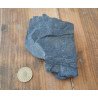 Callipteris conferta plante fosile din Permian