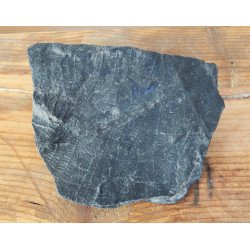 Pecopteris plante fosile din Carbonifer