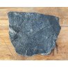 Pecopteris plante fosile din Carbonifer