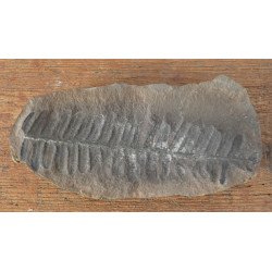 Pecopteris villosa planta...