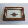 "Aristobia approximator" coleopter in caseton taxidermie