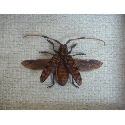 "Aristobia approximator" coleopter in caseton taxidermie