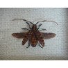 "Aristobia approximator" coleopter in caseton taxidermie
