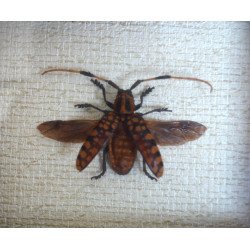 "Aristobia approximator" coleopter in caseton taxidermie