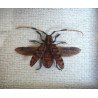 "Aristobia approximator" coleopter in caseton taxidermie
