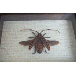 "Aristobia approximator" coleopter in caseton taxidermie