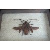 "Aristobia approximator" coleopter in caseton taxidermie
