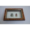 "Pseudotorynorrhina japonica" si "Prosopocoilus occipitalis" coleoptere in caseton taxidermie