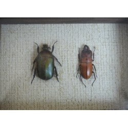 "Pseudotorynorrhina japonica" si "Prosopocoilus occipitalis" coleoptere in caseton taxidermie