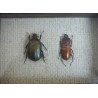 "Pseudotorynorrhina japonica" si "Prosopocoilus occipitalis" coleoptere in caseton taxidermie