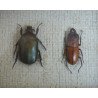 "Pseudotorynorrhina japonica" si "Prosopocoilus occipitalis" coleoptere in caseton taxidermie