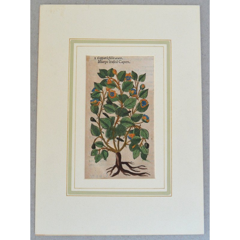 John Gerard "Capparis folio acuto" xilogravura 1597