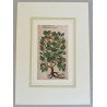 John Gerard "Capparis folio acuto" xilogravura 1597