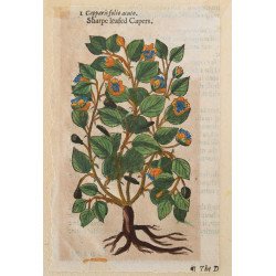 John Gerard "Capparis folio acuto" xilogravura 1597