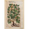 John Gerard "Capparis folio acuto" xilogravura 1597