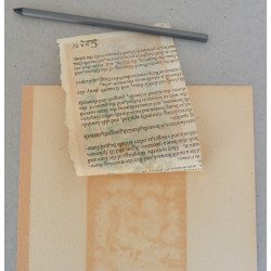 John Gerard "Capparis folio acuto" xilogravura 1597
