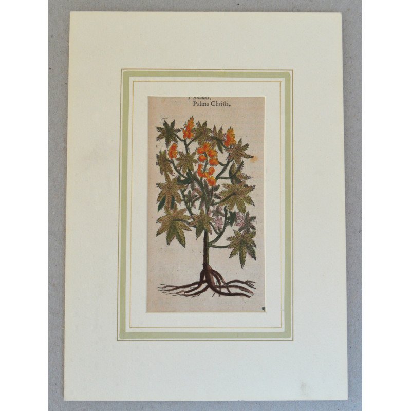 John Gerard "Ricinus" xilogravura 1597