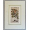 John Gerard "Ricinus" xilogravura 1597