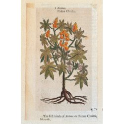 John Gerard "Ricinus" xilogravura 1597