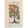 John Gerard "Ricinus" xilogravura 1597