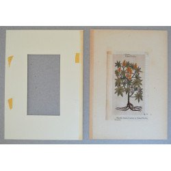 John Gerard "Ricinus" xilogravura 1597