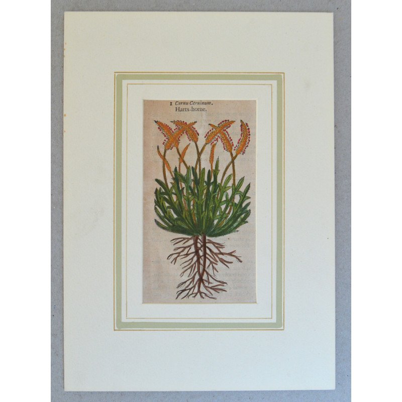John Gerard "Cornu ceruinum" xilogravura 1597