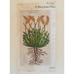 John Gerard "Cornu ceruinum" xilogravura 1597