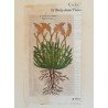 John Gerard "Cornu ceruinum" xilogravura 1597