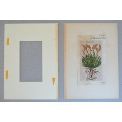 John Gerard "Cornu ceruinum" xilogravura 1597