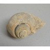 Gasteropod fosil Cretacic