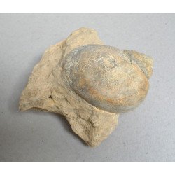 Gasteropod fosil Cretacic