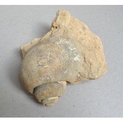 Gasteropod fosil Cretacic