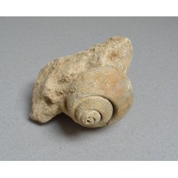 Gasteropod fosil Cretacic
