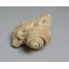 Gasteropod fosil Cretacic