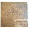 F Krantz "Pterodactylus spectabilis" mulaj de ipsos pentru uz didactic si stiintific cca 1890-1910