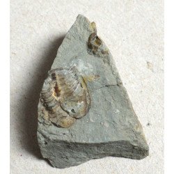 Dalmanites sp. trilobit din...