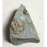Dalmanites sp. trilobit din Silurian, Anglia