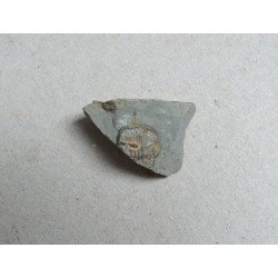 Dalmanites sp. trilobit din Silurian, Anglia