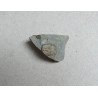 Dalmanites sp. trilobit din Silurian, Anglia