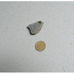 Dalmanites sp. trilobit din Silurian, Anglia